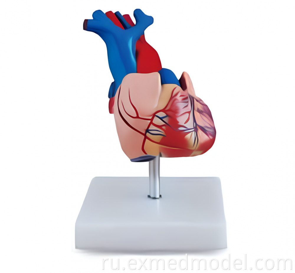 Life-Size Human Heart Anatomy Model